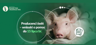 Pomoc finansowa dla producentów świń