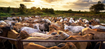 Jak dbać o dobrostan bydła? Nowy program certyfikacji SGS Polska