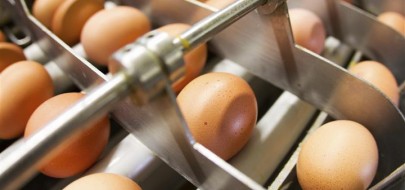 Oznakowanie jaj - co warto wiedzieć przed ich zakupem
