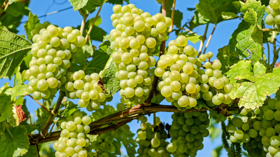 Władze włoskie przejęły 16 ton nielegalnych winogron chronionej odmiany - Przegląd Rynku Spożywczego