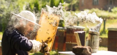 Znakowanie miodu pod lupą IJHARS